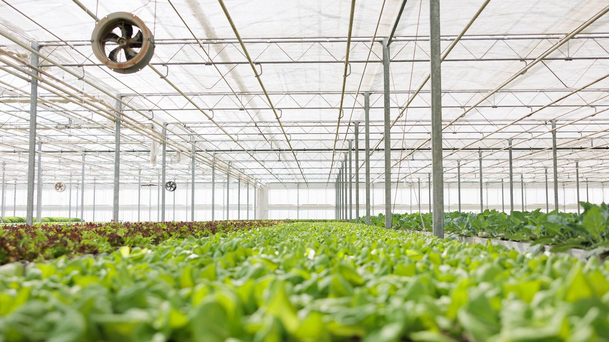 unnamed|Beautiful organic Mini Cos or Green Oak Lettuce garden on the so